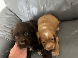 3 cocker spaniel puppies for sale