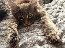 Maine coon girl 14 weeks old