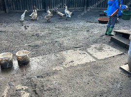 Ducks for sale