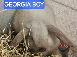 Choc.point boy mini lop