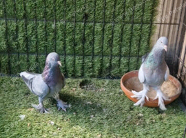 Turkish pigeons