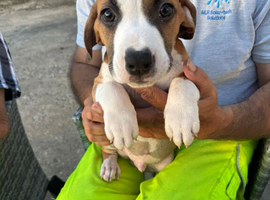 Staffy cross puppy&rsquo;s for sale
