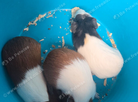 3 males available