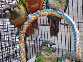 Silly Tame Baby Hand Reared Conure Parrots