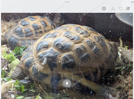 Horsefield tortoises