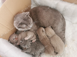Kittens schotis fold