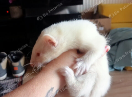 6 hob baby ferrets