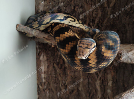 Simalia Amethistina Sorong Scrub python female