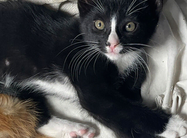 Cute kittens for sale KT4