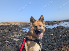 German shepherd 2 year old