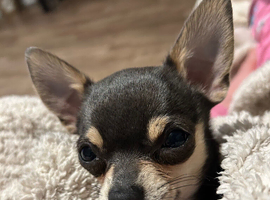 Female chihuahua 7 months old puppy for sale