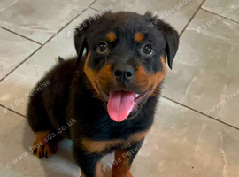 Stunning femae Rotti pup ready now and vaccinated