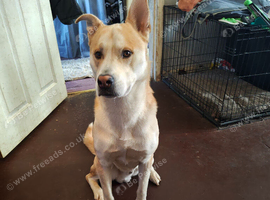Milo husky x rhodision ridgeback