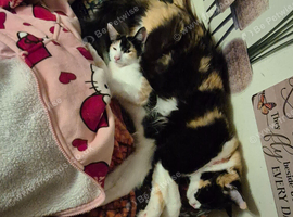 Beautiful Maincoon x Siamese Girlies, ready for forever LOVING homes now.
