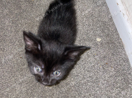Kittens ready for new home