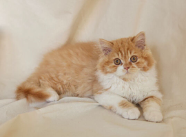 British Longhair kittens