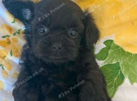 *MINITURE TOY TEACUP ASAIN YORKIEPOO BABIES*