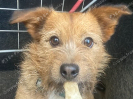 Gorgeous Willow needs a wonderful home