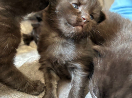 Beautiful kittens