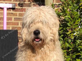 Barkley F1 Golden Doodle Super Stud