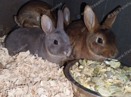 Absolutely stunning baby mini rex