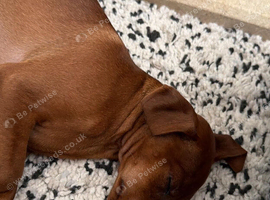 15 week min Pin