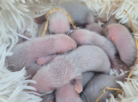Ferret kits