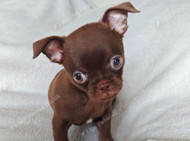 2, Tiny Stunningly Beautiful Chihuahua Boys