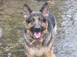 Female German Shepherd