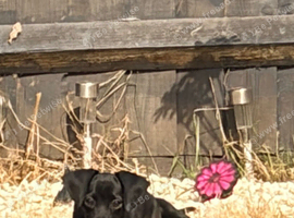 Labrador