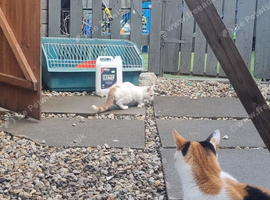 2 kittens needing new homes 1 boy 1 girl