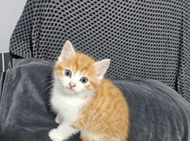 3 kittens for sale