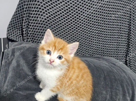 Kittens for sale