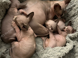 Sphynx kittens for sale