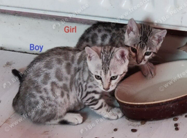 Silver Rossetted Bengal Kittens