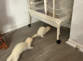 2 male ferrets