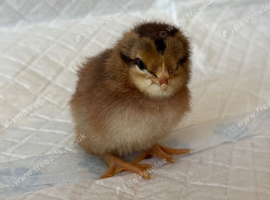 Legbar x . Olive eggers . Olive/blue egg layer chicks
