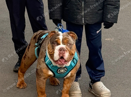 British bulldog for stud
