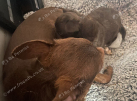 Chihuahua appledomed long haired girl