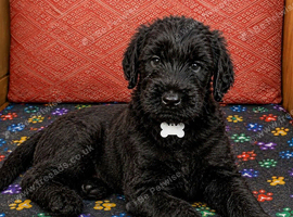 Last Male Giant schnauzer puppy's remaining.