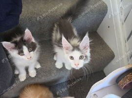 TICA REGISTERED STUNNING KITTENS