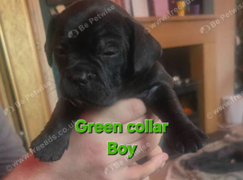 Frenchie puppies for sale