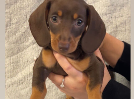 Chocolate dachshunds