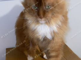 ABSOLUTELY BEAUTIFUL Red Tabby Maine Coon boy