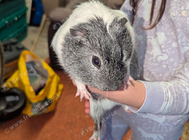 2 Guinea pigs for a loving home