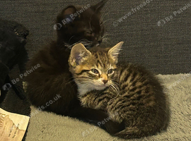 2 kittens for sale (west yorkshire)