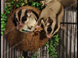 3 Suggies looking for love ️