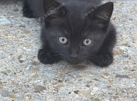 3 female kittens