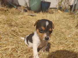 Gorgeous Pedigree Jack Russell Puppies