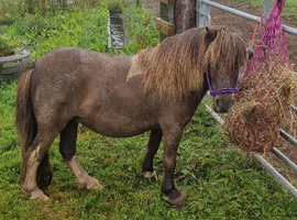Registered Miniature Shetland mare